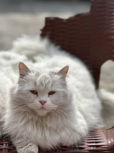 Breeder cat white Persian