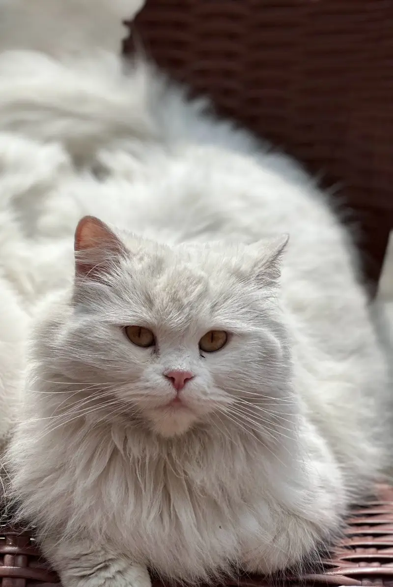 Breeder cat white Persian — photo 2