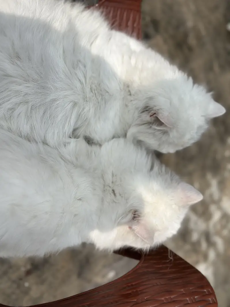 Breeder cat white Persian — photo 3