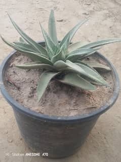 cacktese plant