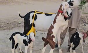 3Bacchon Ka Sath Desi Bakri For Sale call me 03314594754)