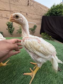 Top quality parrot beak long tail aseel