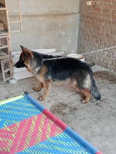 gsd female for sale Sialkot cantt