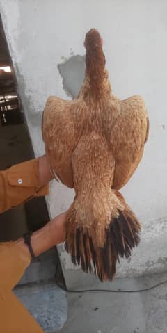 Brown colour