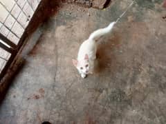 Persian cat for sale