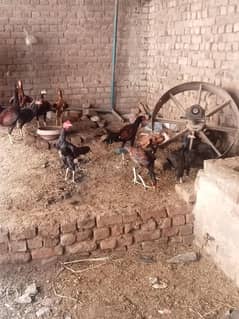 sell hens