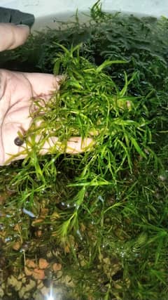 Guppy Grass with free snails