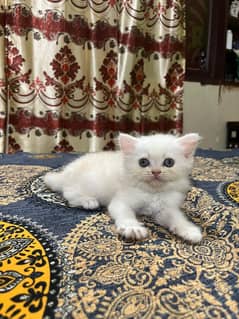 Persian kittens