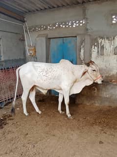 2 dant bachra Jodi for sale