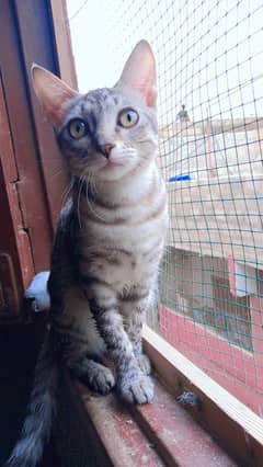 kitten