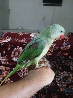raw Baby parrot hand tame bolna shuru ho gaya hai
