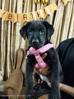Black Labrador Puppies – High Quality & Strong Bloodline
