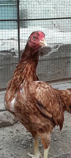 Breeder Aseel Murgi