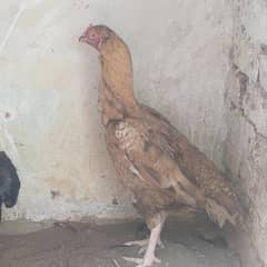 Aseel