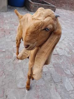 dasi beatl bakra