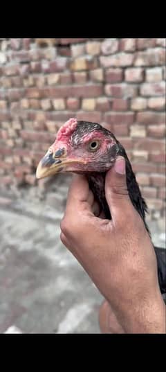 aseel patha band gadi  heigh quality long height 0325.4035. 397