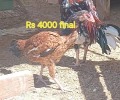 amroha cross family for sale