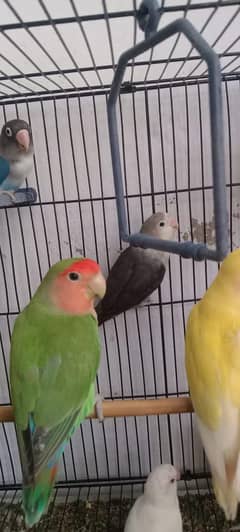 All varaity of birds are available