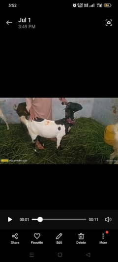 bakri and goat 2 dant 4 dant or 6 dant dodh wali or gaban bakriyan