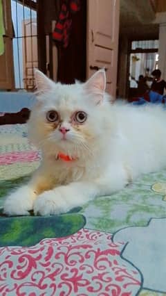 Persian