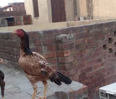 Aseel  murgha murghi  pair for sale