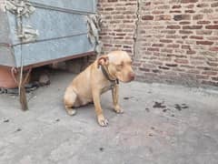 Amercian Pitbull