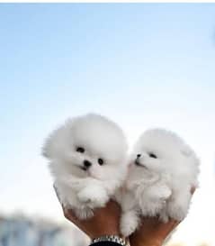 pomeranian
