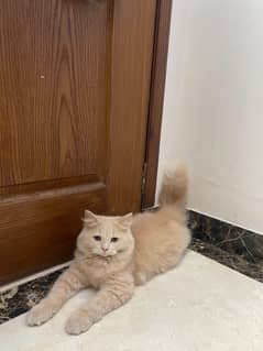 2 persian triple coat kitte, healthy and playful male kittens for sale