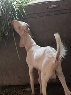 rajanpuri cross Bakra/male/bakri/