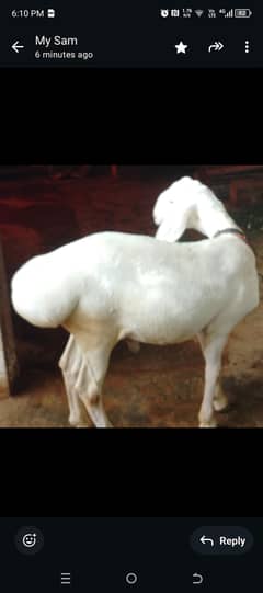 pure turki kabli dumba