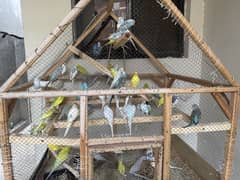 Love birds