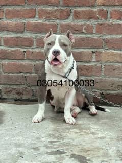 American pitbull female avaliable for new home