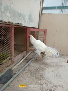 aseel birds