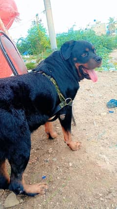 Rottweiler