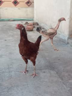 2 hens for sale