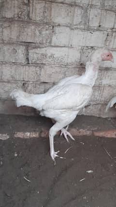 urgent sale paper white heera aseel female