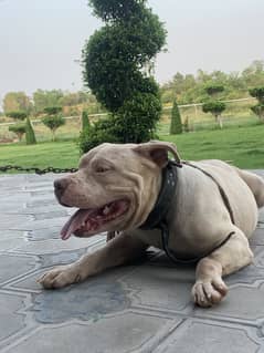 AMERICAN PIT BULL