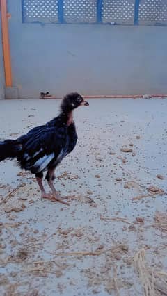aseel