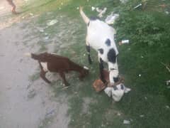 desi bakri for sale