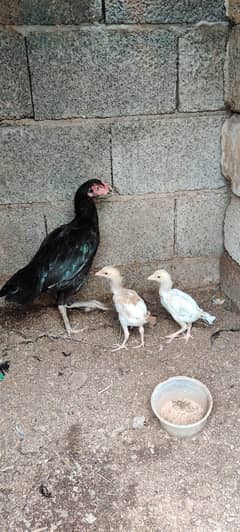 aseel murgi for sale