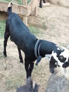 dasi Bakra age 6 month