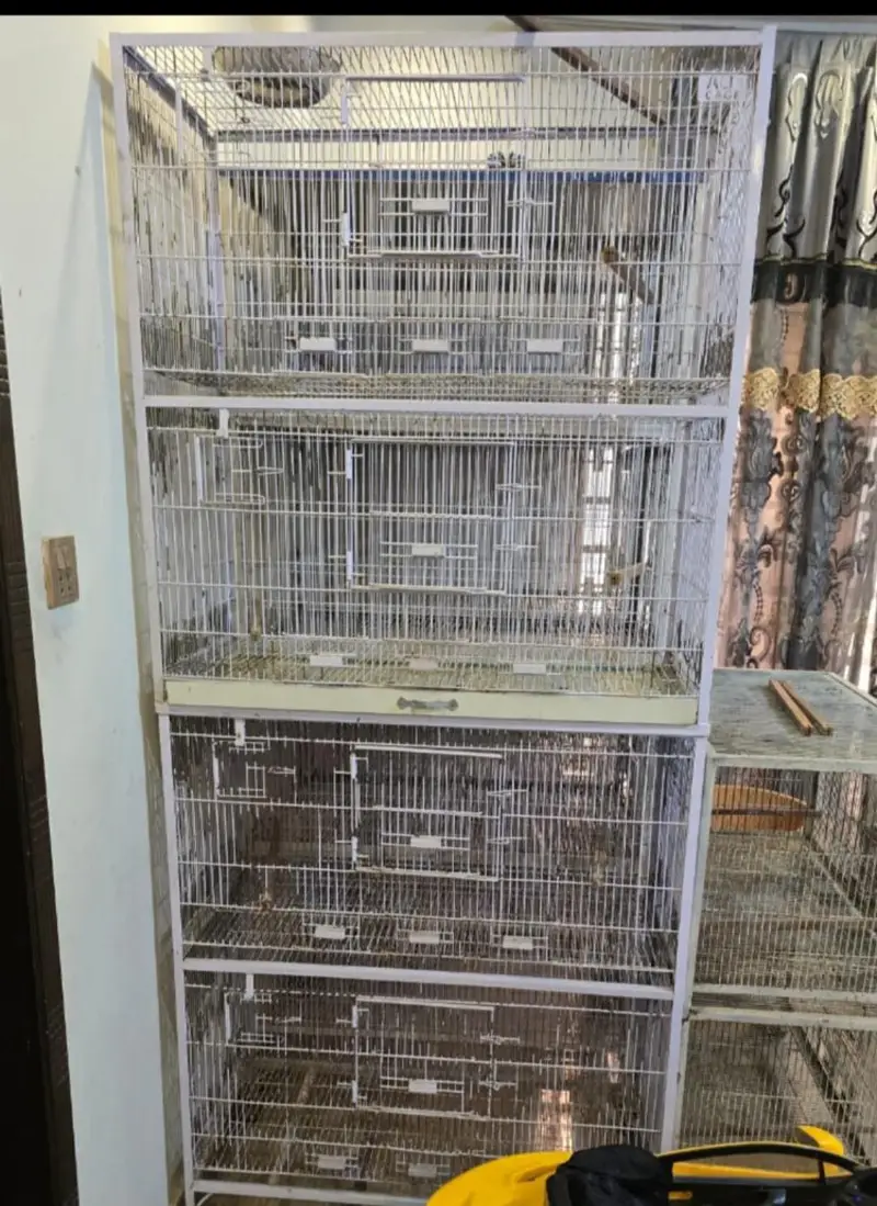 Love birds keekar box and iron cages birds — photo 4