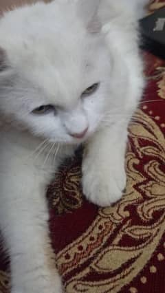 CAT FOR SALE