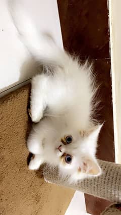 persian