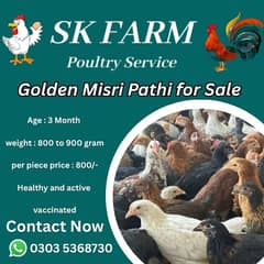 golden misri | desi murghi | sliver misri | misri pathi | hens |chicks