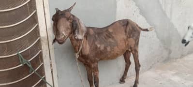 Bakri