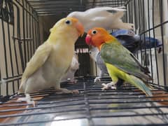 Love Bird Chicks