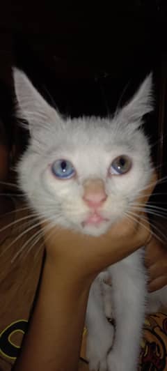 Persian cat kittens 2 colour eyes