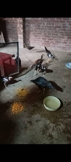 aseel Chicks for sel 3k per pic  discount hoi Jai ga