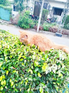 gingar Persian female for sale